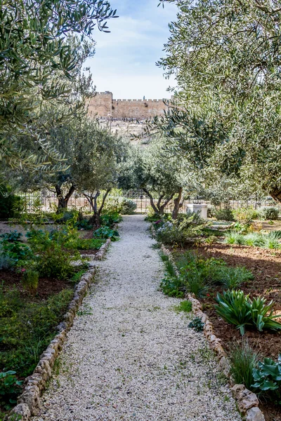 Kudüs'te gethsemane Bahçesi — Stok fotoğraf