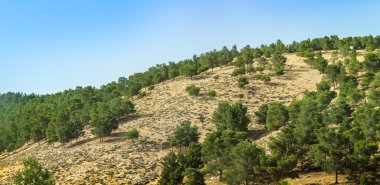 Konifer ağaçları ile tepe, Israil
