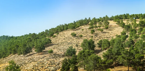 Heuvel met naaldbomen, Israël — Stockfoto
