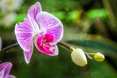 Çiçek açan orkide, yakın plan.