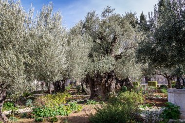 Bahçe Gethsemane eski zeytin ağaçları