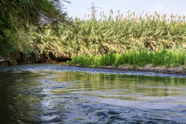 Keře na březích řeky Jordán — Stock fotografie