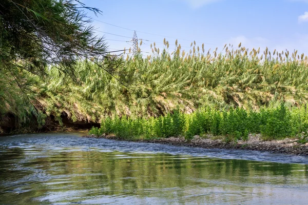 Keře na březích řeky Jordán — Stock fotografie