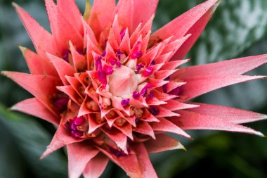 Çiçek açan Aechmea fasciata
