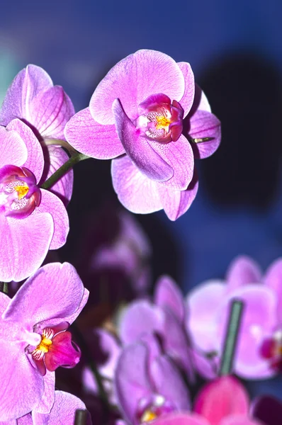 Lila Orchidea Cattleya Egy Sötét Háttér — Stock Fotó