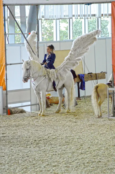 Bílá křídla mezinárodní koňské Show. Ženy jezdec na bílém koni. Pegasus. — Stock fotografie