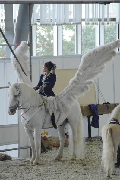 Pegasus. Mezinárodní koňské Show. Ženy jezdec na bílém koni. Bílá křídla — Stock fotografie