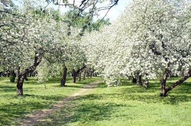 Elma meyve bahçesi Blossoming elma ağaç beyaz çiçekler