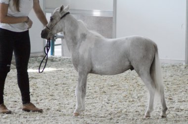 Hall uluslararası at sergi tayı ridding ve kadın bacakları çizmeler içinde göster