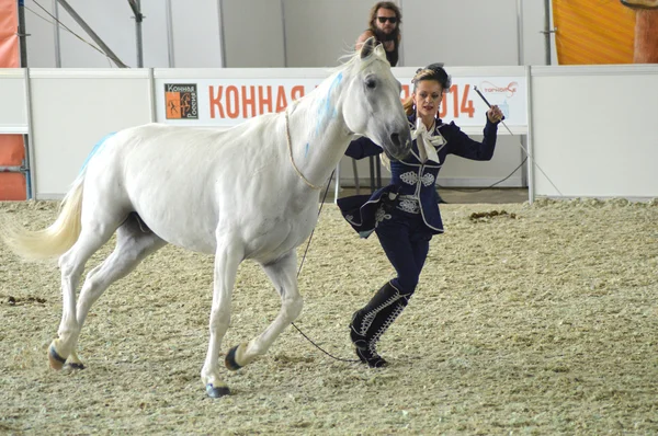 Žena žokej v tmavě modrých šatech poblíž bílého koně. Během show. Mezinárodní výstava jezdeckých Moskva zbavit Hall — Stock fotografie