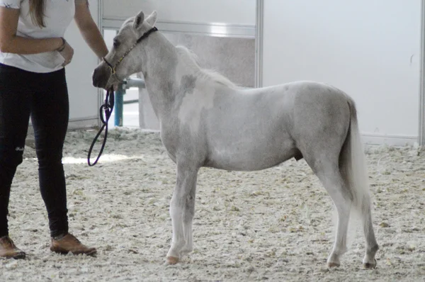 Hall uluslararası at sergi tayı ridding ve kadın bacakları çizmeler içinde göster