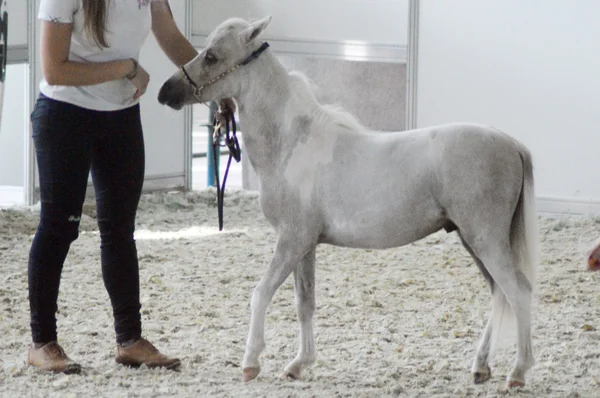 Salone Internazionale del Cavallo puledro e gambe femminili in stivali alti Blue jeans — Foto Stock