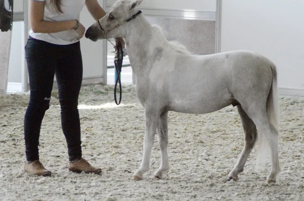 Ridding Hall Salone Internazionale del Cavallo puledro e gambe femminili in stivali alti Blue jeans — Foto Stock