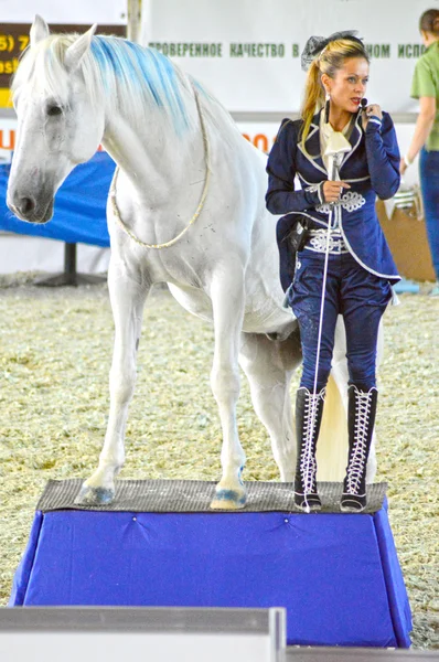 Ridding Hall Splendidamente Donna fantino in un abito blu scuro vicino a un cavallo. Esposizione internazionale dei cavalli — Foto Stock