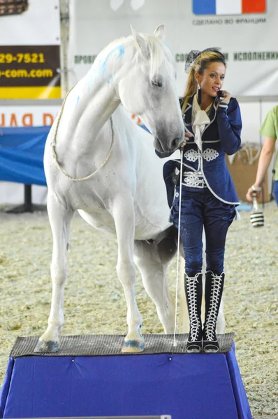 Mosca Esposizione equestre internazionale Donna fantino e cavallo bianco. Durante lo spettacolo . — Foto Stock