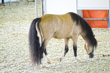 Hall genç güderi at ridding