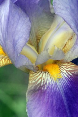 Çiçek açan gözü kapat