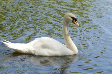 Whete bahar yansıma