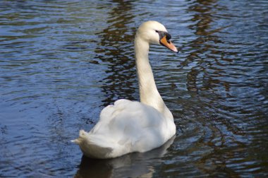 Beyaz Kuğu'nun su yüzeyi keser