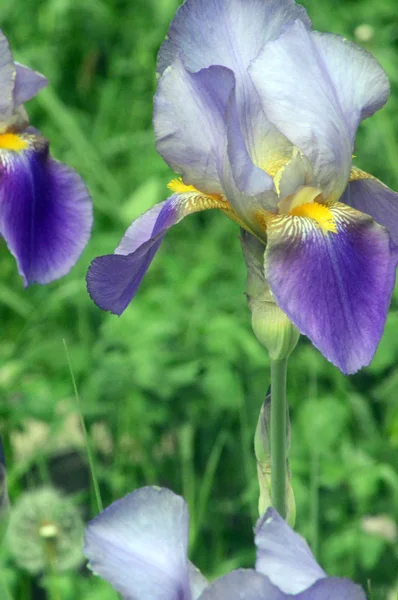 A virágágyásba napfény virágzó iris — Stock Fotó