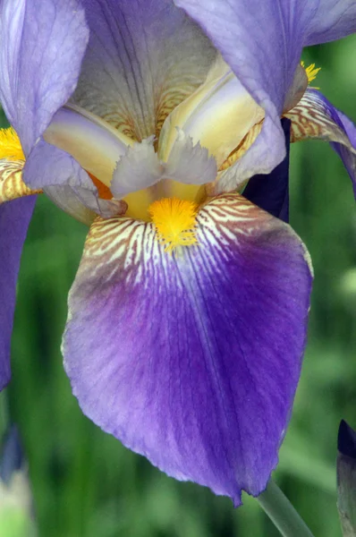 Blommande Iris Närbild Våren — Stockfoto