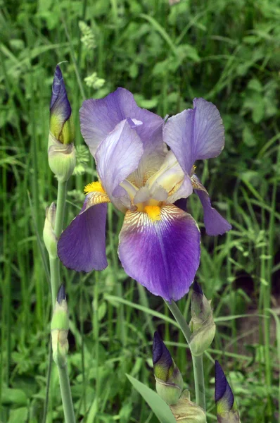 Iris Floreciente Luz Del Sol —  Fotos de Stock