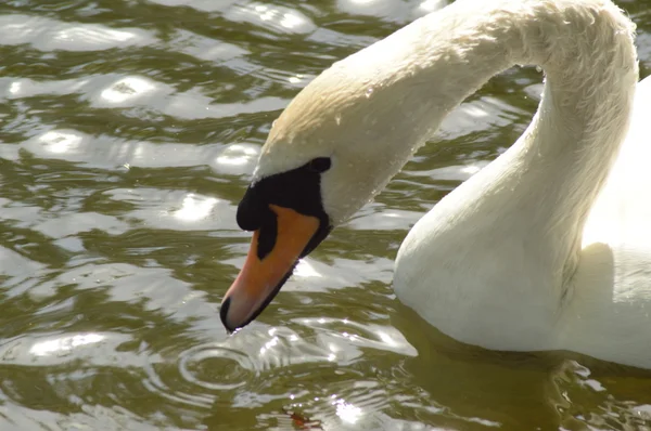 La tête de cygne blanc se referme. L'eau coule du bec. Ondulations — Photo