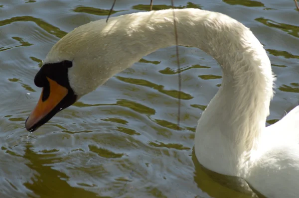 Water dripping from the beak of a swan — Stock Photo, Image