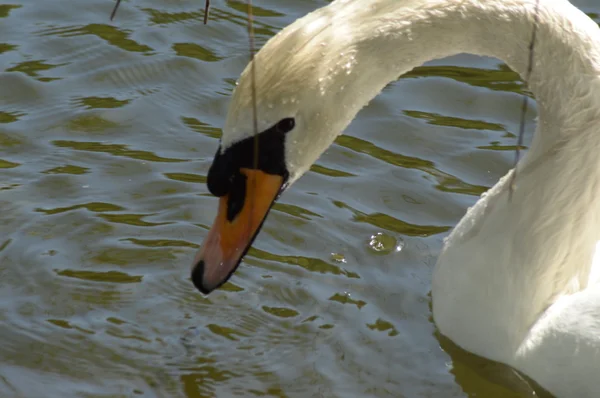 Witte Zwaan zonnige dag — Stockfoto