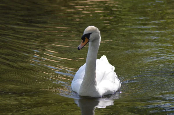 White swan swimming in dark water — Stock Photo, Image