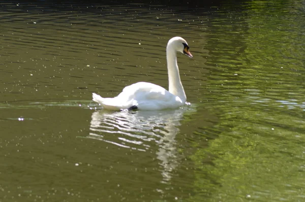 Cigno bianco galleggia — Foto Stock