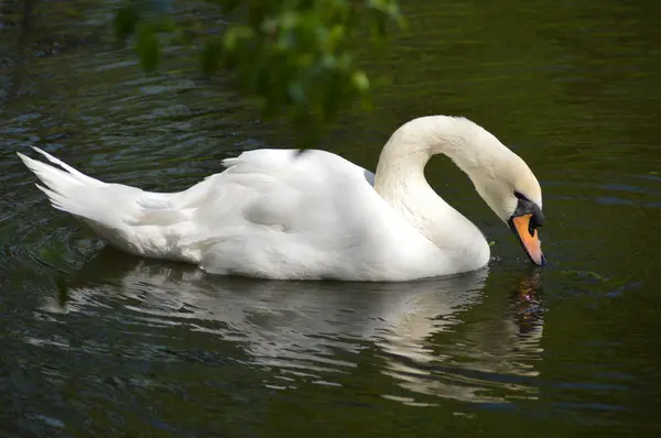 White swan swimming in the dark water  reflection — Stock Photo, Image