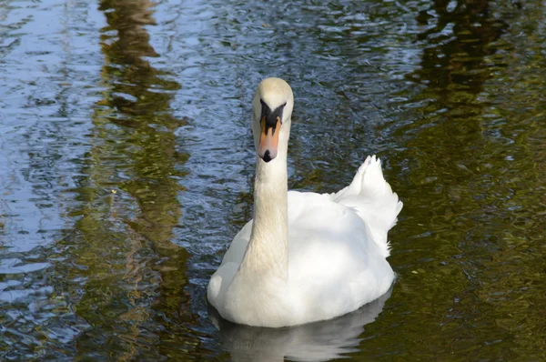 Cisne branco na beleza da água — Fotografia de Stock