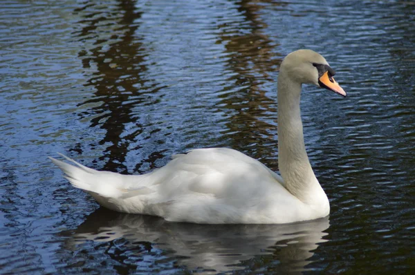 White Swan Floats Ripple — Stock Photo, Image