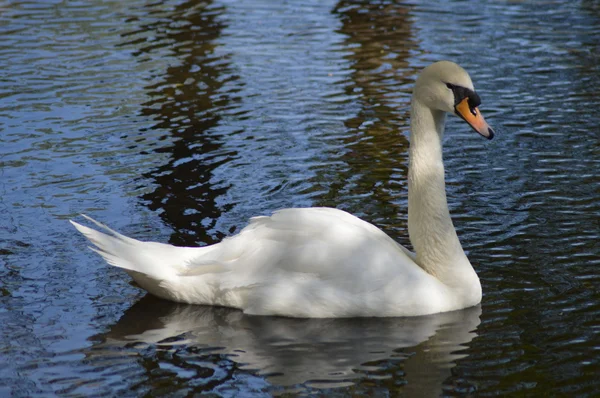 Fehér hattyú lebeg. Ripple — Stock Fotó