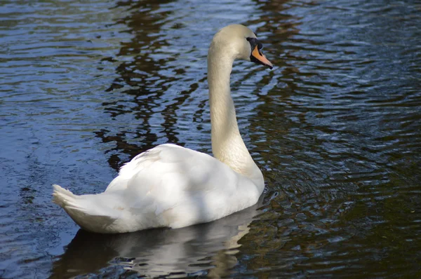 White Swan Symbool Van Eeuwige Liefde — Stockfoto