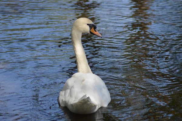 White Swan Pond — Stock Photo, Image