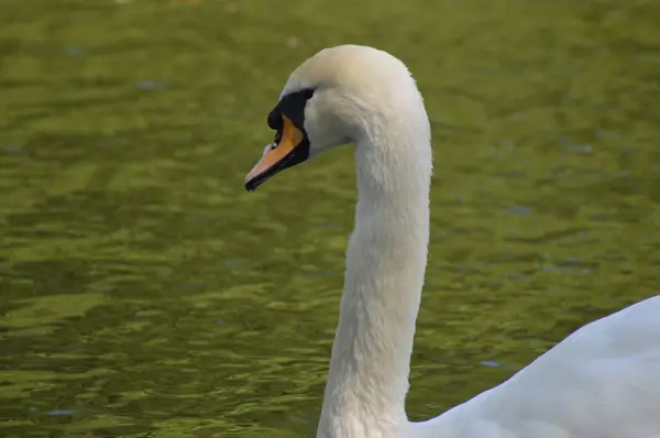 Beak white swan feathers in their own — Stock Photo, Image