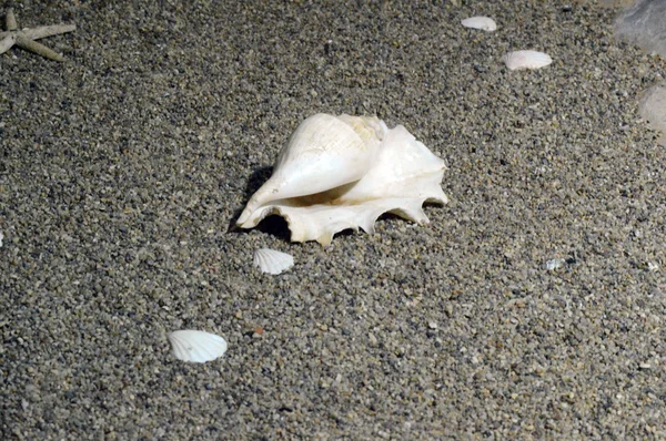 The seashell — Stock Photo, Image