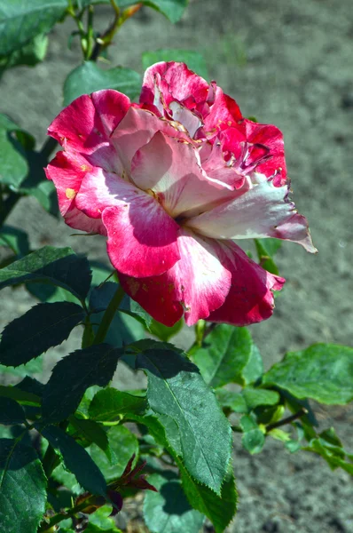 粉红色 盛开的玫瑰在花园里 — 图库照片