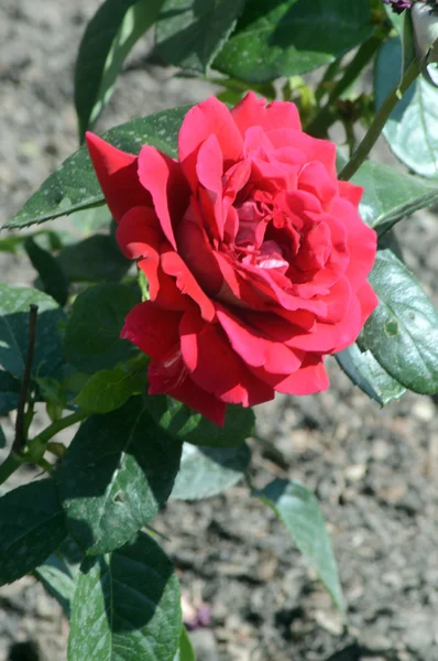 咲く赤いバラ熱 — ストック写真