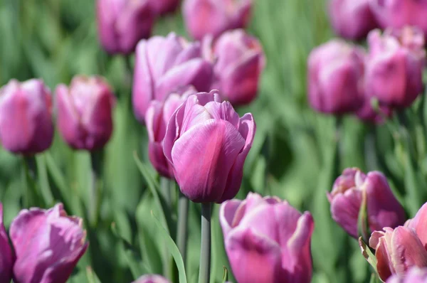 Güneşli bir gün flowerbed çiçekli laleler bahar
