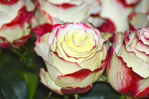Muitas rosas amarelas com vermelho escuro Border Queen of flowers — Fotografia de Stock
