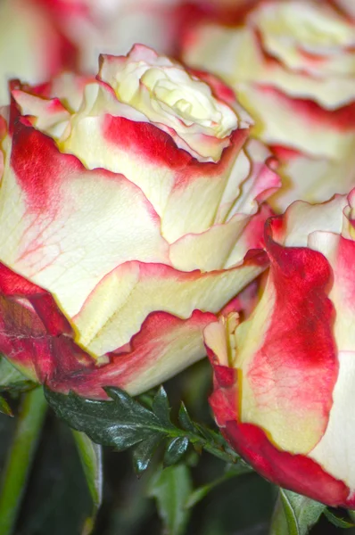 Rosas amarelas com fronteira vermelha escura — Fotografia de Stock