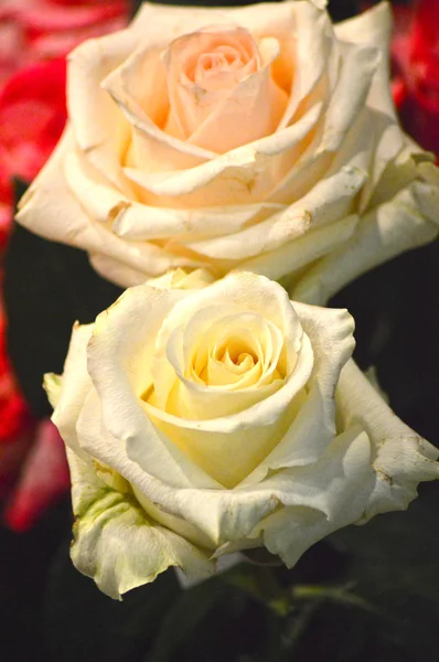 Rosas amarelas e cor-de-rosa Rainha das flores — Fotografia de Stock