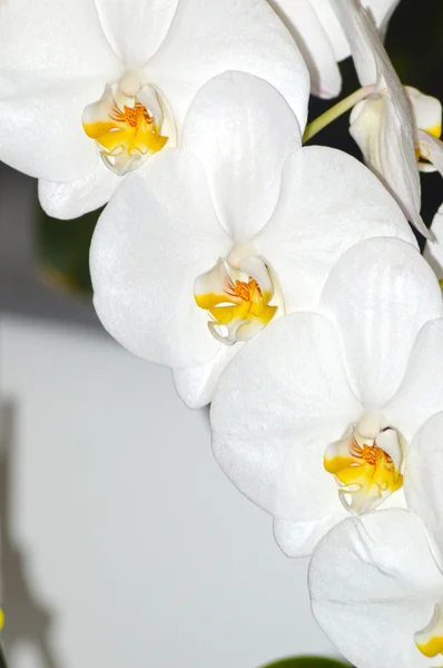 Fehér orchidea — Stock Fotó