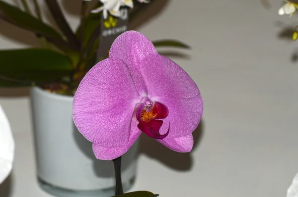 Orchidée violente exotique — Photo