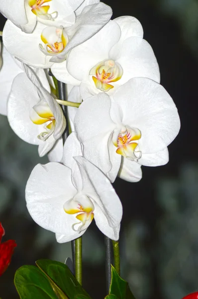 Cattleya beyaz orkide renkli çok güzel karanlığın içinde — Stok fotoğraf