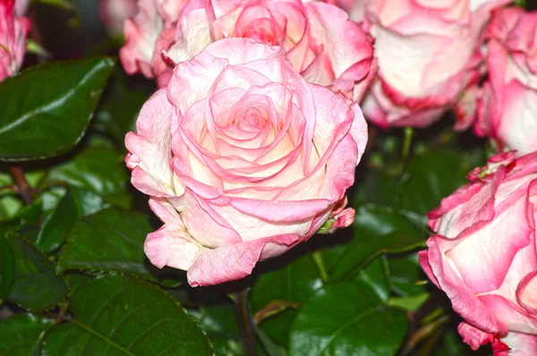 花粉红色玫瑰皇后 — 图库照片