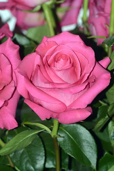 粉红玫瑰粉红弗洛伊德头的香气非常美丽 — 图库照片